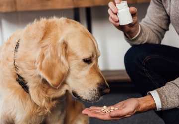 6 Essential Supplements for Senior Dogs