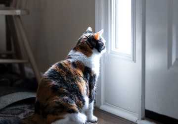 4 Ways to Leave Your Cat at Home Alone Safely