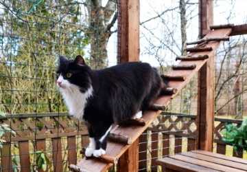 4 Tips for Creating a Safe Outdoor Space for Your Cat