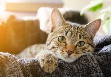 3 Effective Methods to Stop Your Cat from Scratching Furniture