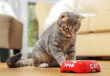 4 Steps to Transition Your Cat to a New Diet