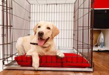 3 Best Practices for Training Your Dog to Use a Crate
