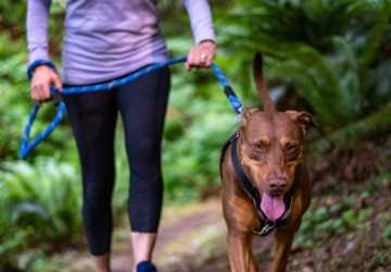 7 Signs Your Dog Needs More Exercise