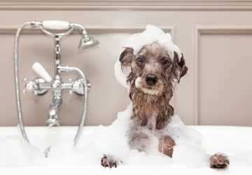 5 Ways to Make Bath Time Easier for Your Dog