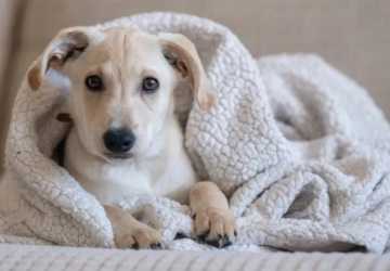 5 Essential Winter Care Tips for Your Pets