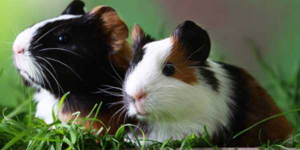 Guinea Pigs Vs Hamsters: Which Small Pet Is Right For You