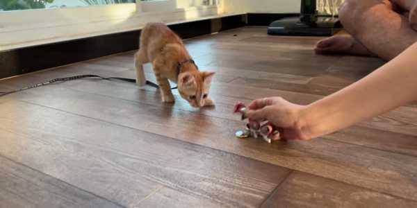 Clicker Training 101: Teach Your Cat Tricks Like a Pro