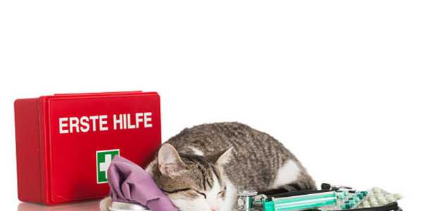 DIY Cat First-Aid Kit: What Every Owner Should Have