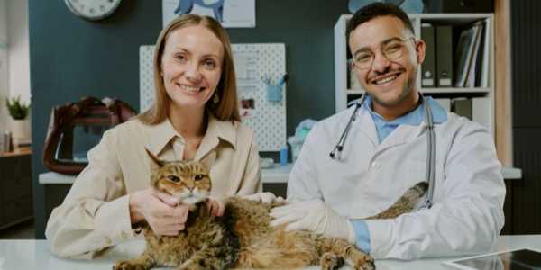 Common Cat Health Problems and How to Prevent Them