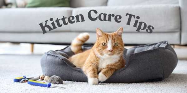Essential Kitten Care Tips for First-Time Owners