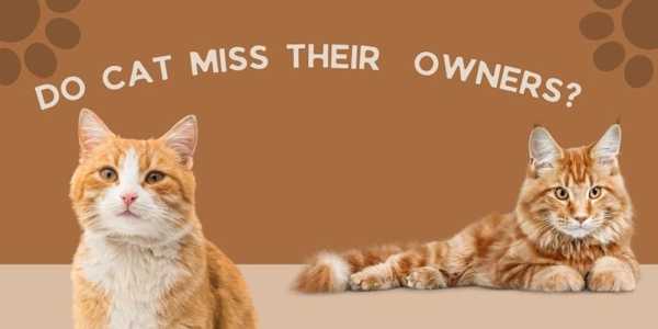 Do Cats Miss Their Owners? Exploring Their Hidden Feelings