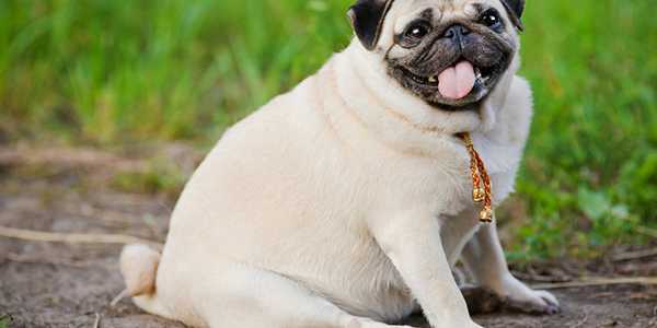 Dog Obesity: Causes, Symptoms, And How To Prevent It